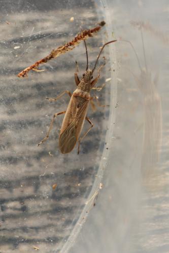 Réf. 293 806 : Paromius gracilis