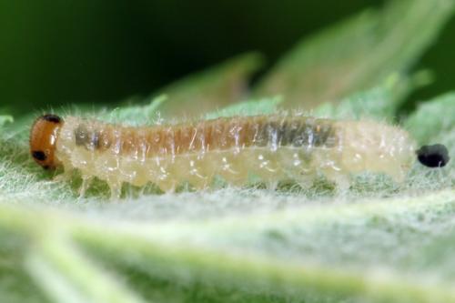 Priophorus compressicornis