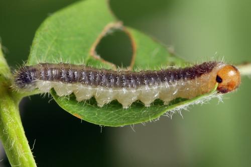 Priophorus compressicornis