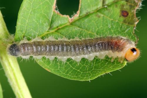 Priophorus compressicornis