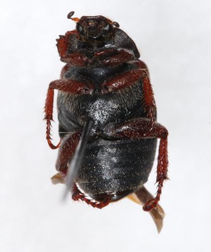 Réf. 293 266 : Hoplia sp.