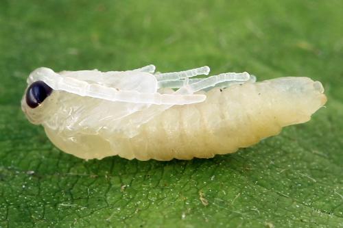 Priophorus compressicornis