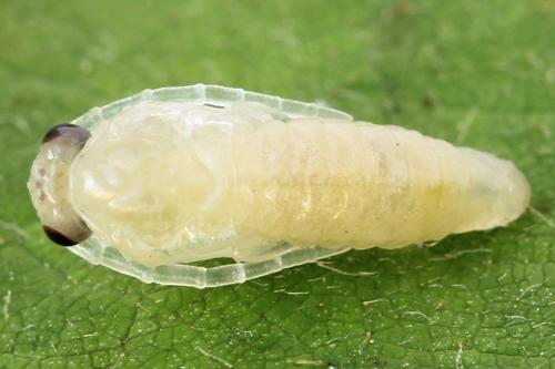 Priophorus compressicornis