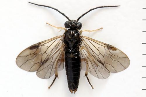 Priophorus compressicornis