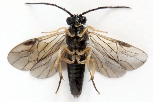 Priophorus compressicornis