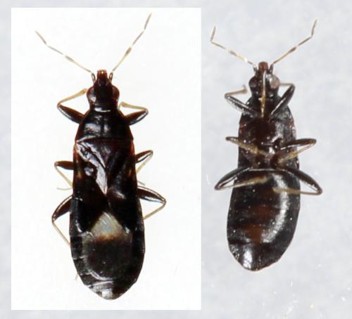 Réf. 293 836 : Dufouriellus ater