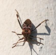 Leptoglossus occidentalis