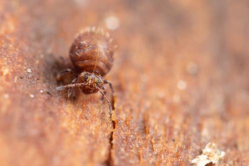 Réf. 293 807 : Lipothrix lubbocki