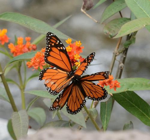 Réf. 293 904 : Danaus plexippus