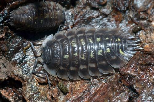 Réf. 293 118 : Oniscus asellus