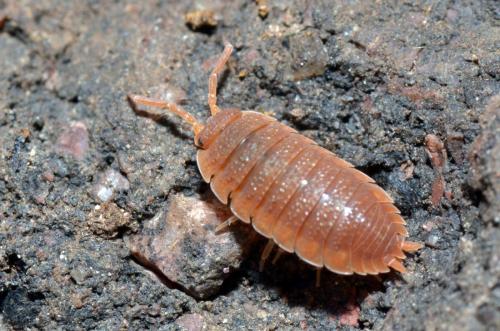 Porcellio scaber