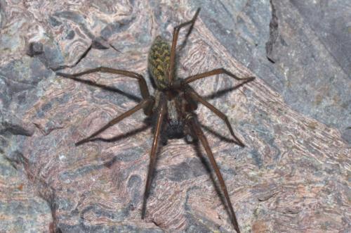 Eratigena sp.