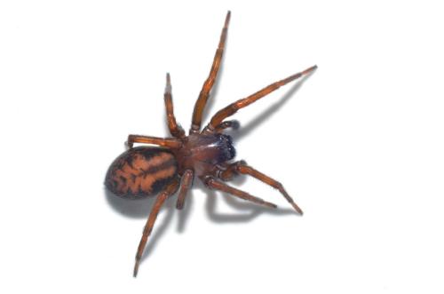 Callobius bennetti