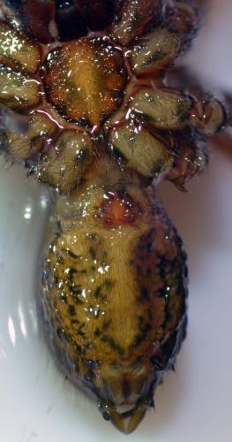 Eratigena sp.