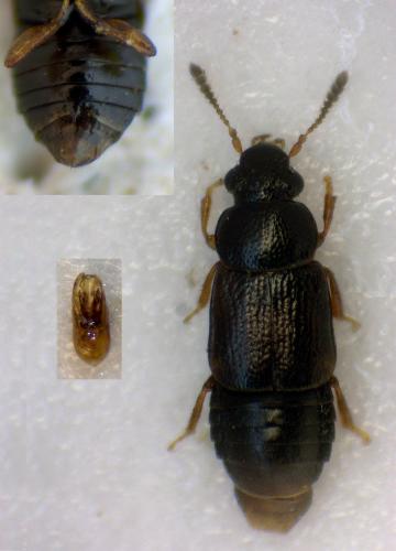 Acrolocha sulcula