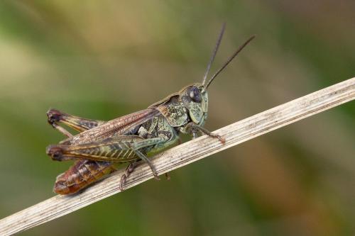 Réf. 293 192 : Omocestus haemorrhoidalis haemorrhoidalis