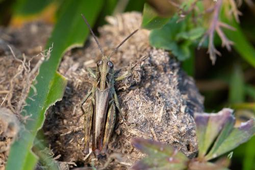 Réf. 293 193 : Omocestus haemorrhoidalis haemorrhoidalis