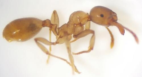 Aphaenogaster dulcineae