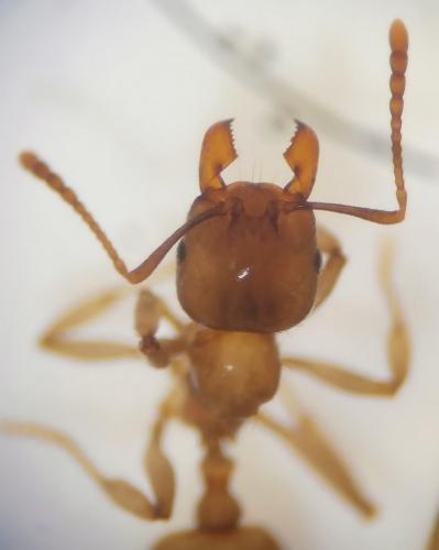 Aphaenogaster dulcineae