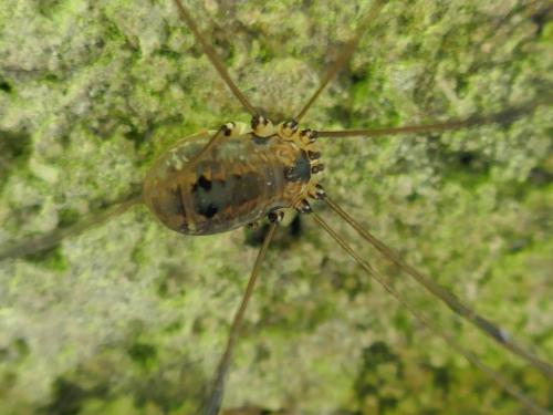 Leiobunum rotundum