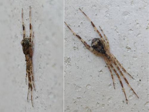 Episinus maculipes