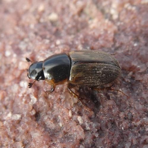 Réf. 293 999 : Melinopterus sp.