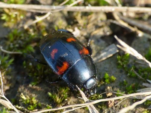 Hister quadrimaculatus