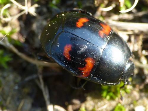 Hister quadrimaculatus