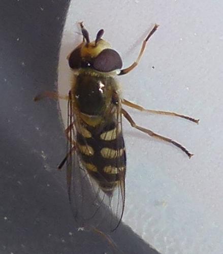 Eupeodes corollae
