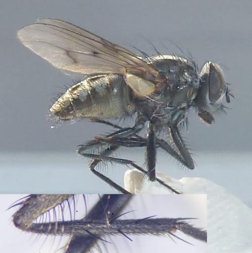 Réf. 293 645 : Helina evecta
