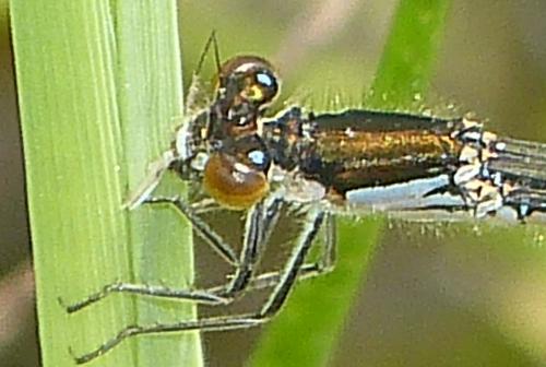 Réf. 293 856 : Ischnura sp.