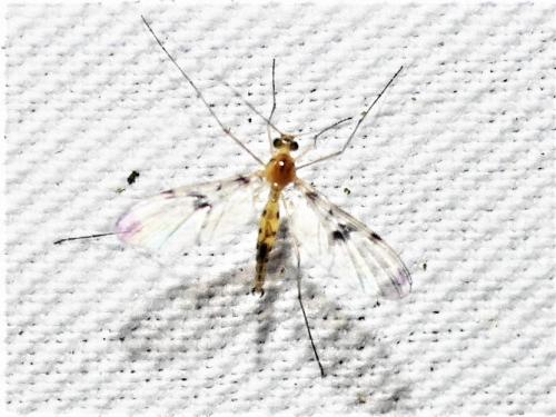 Réf. 293 576 : Macrocera phalerata