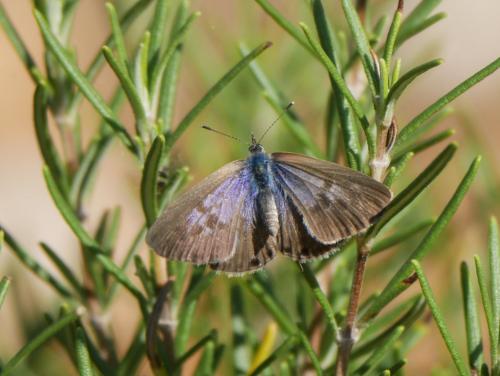 Réf. 293 223 : Leptotes pirithous