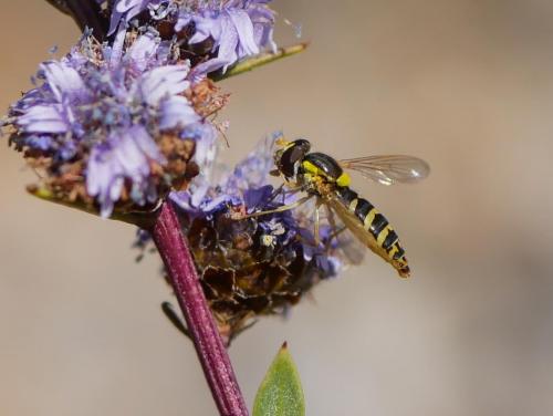 Sphaerophoria sp.