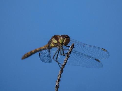 Sympetrum striolatum