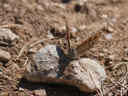 Lasiommata megera