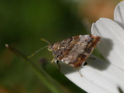 Choreutis pariana