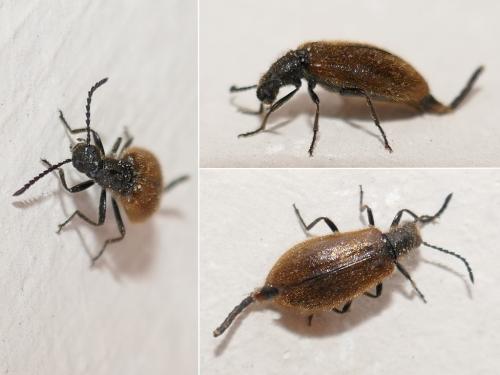 Lagria sp.