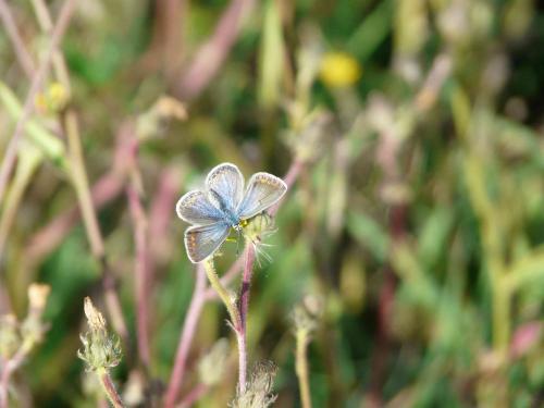 Réf. 293 113 : Polyommatus sp.