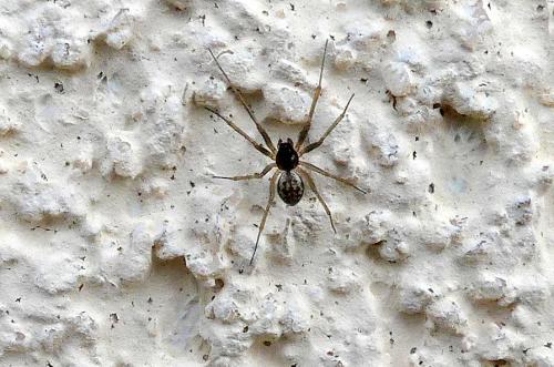 Tenuiphantes sp.