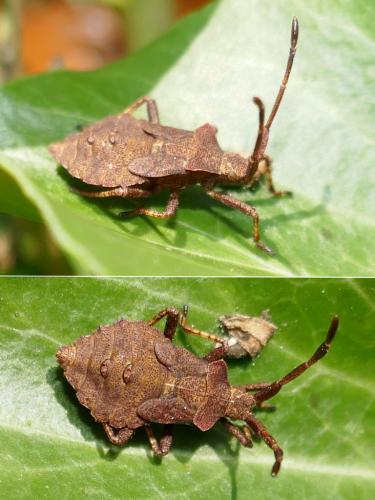 Réf. 293 136 : Coreus marginatus