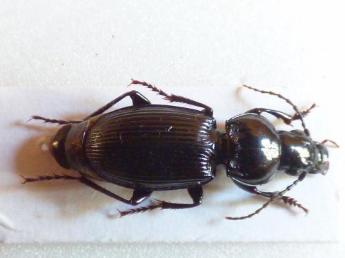 Réf. 293 126 : Pterostichus melas italicus