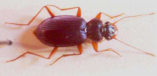 Leistus montanus