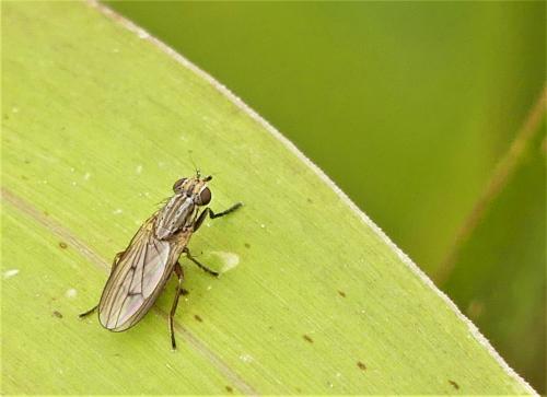 Réf. 293 130 : Pherbellia cinerella