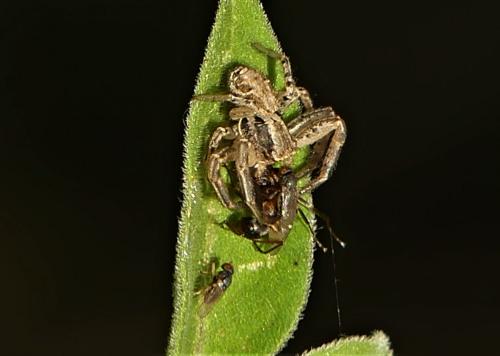 Desmometopa sp.