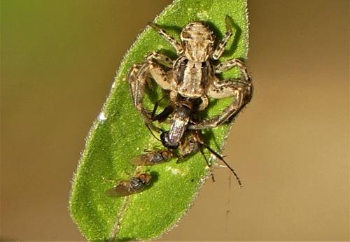 Desmometopa sp.
