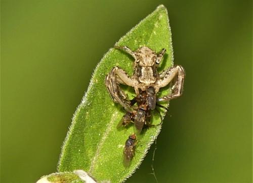 Réf. 293 301 : Desmometopa sp.