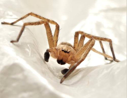 Réf. 293 712 : Olios argelasius