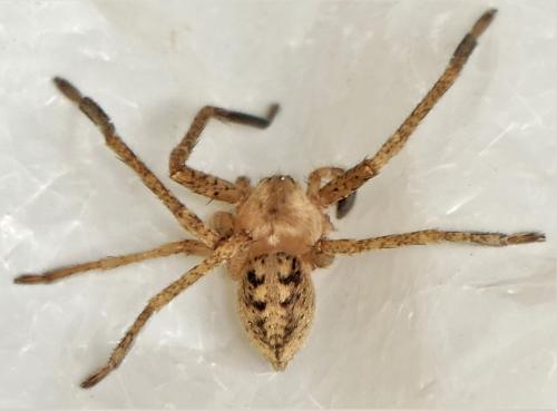 Olios argelasius