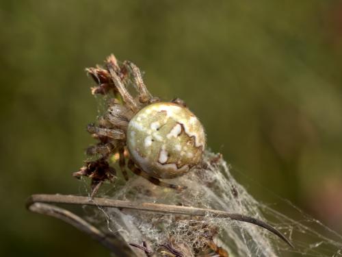 Araneus quadratus